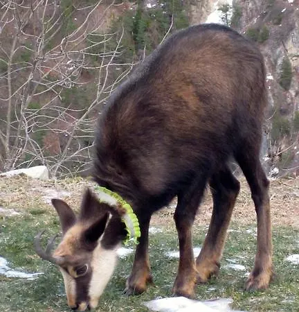 아파트 Raccard Cendre