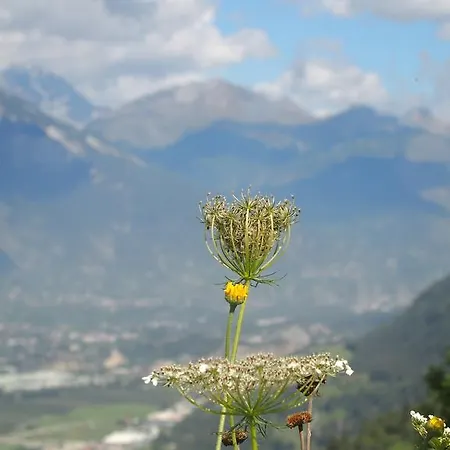 Raccard Cendre Grône