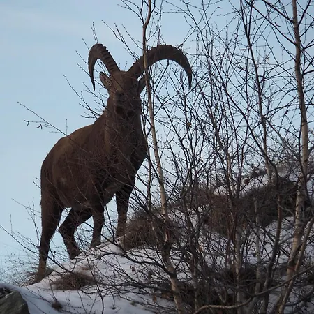 شقة Raccard Cendre *