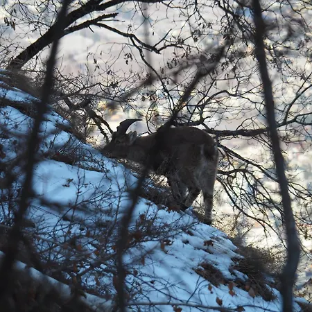 아파트 Raccard Cendre *