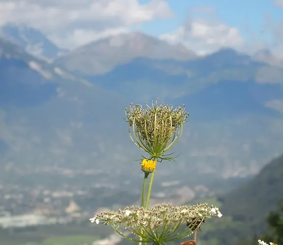 Raccard Cendre Grône