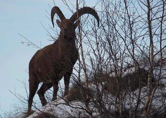 شقة Raccard Cendre *