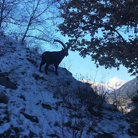 Raccard Cendre * Grône